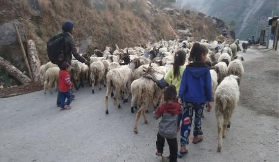 बेँसी झर्न थाले भेडीगोठ