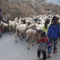 शेख हसिनाको शरणका लागि आवेदन दिएको हल्ला अस्वीकार गर्दै छोरा सजीव