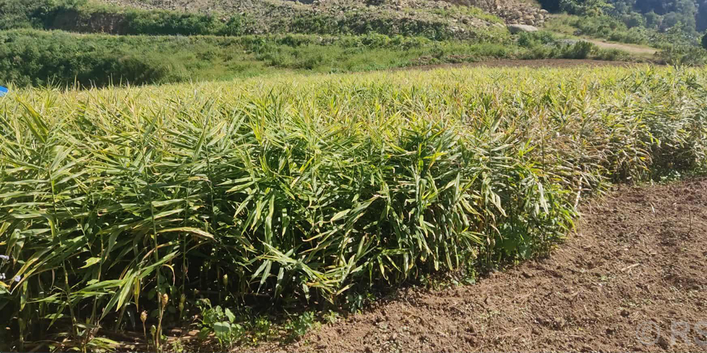 मूल्य खस्किएपछि अदुवा किसान मारमा