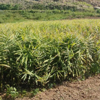 सहकारीले किन्यो समर्थन मूल्यमा धान