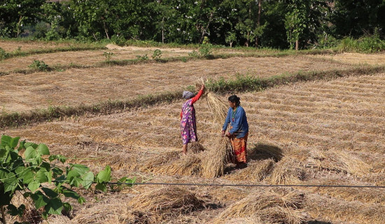 सामाजिक सुरक्षा कोषमा करिब पचास अर्ब