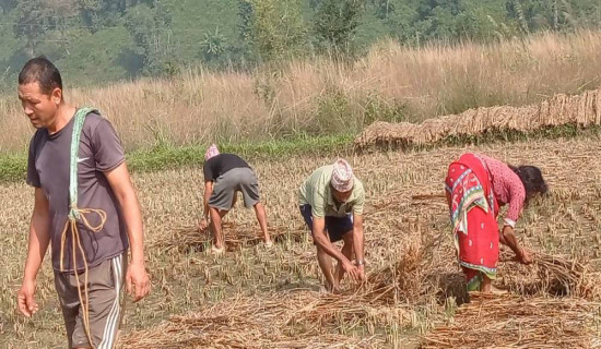 झरीले भिजेको धान स्याहार्न व्यस्त किसान