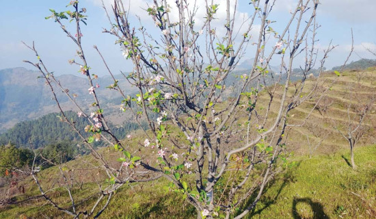 फल टिपेलगत्तै फुले स्याउका बोट