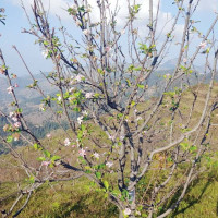 जिसस तनहुँको प्रमुखमा पुनः वाग्ले