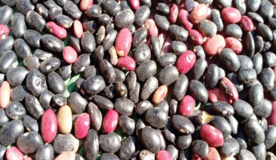 पाँडीका किसानलाई सिमी भित्र्याउने चटारो