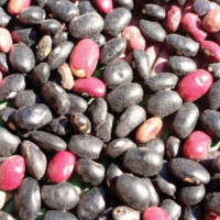 सबै प्रिपेडमा रोमिङ सुविधा