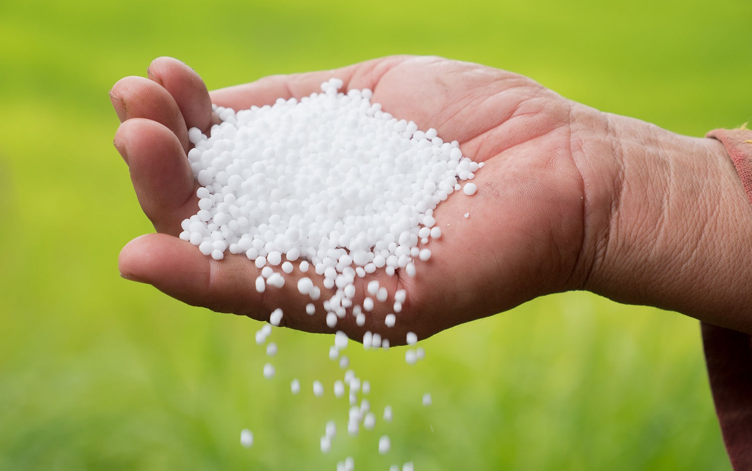 सहकारीले समयमा रासायनिक मल नल्याएपछि किसान समस्यामा