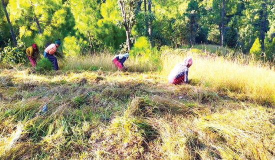 समावेशीकरणको दिशामा नयाँ फड्को : गोरखापत्रद्वारा प्रकाशित खश जुम्ली भाषा