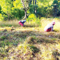 विपन्नलाई मात्र भत्ता दिनुपर्छः सांसद बलदेव बोहरा