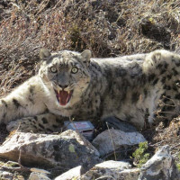 चालीस वर्षदेखि सारङ्गी रेट्दै लालबहादुर