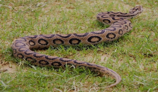 भेटियो विषालु रसेल भाइपर सर्प