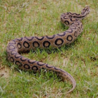 सूचना प्रविधि दशक सफल बनाउन सञ्चार मन्त्री शर्माको निर्देशन