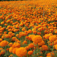 नौलाख भन्दा बढीको सामान भन्सार बुझाइयो