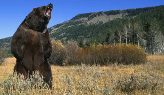 जापानमा घातक भालु आक्रमणपछि सेना तैनाथ