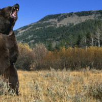 अफगान शरणार्थी मन्त्रीको आत्मघाती विस्फोटमा मृत्यु