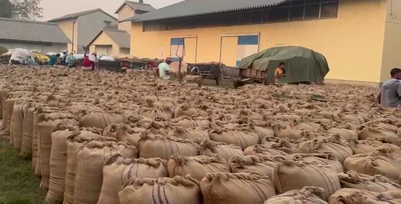 खाद्यले सुरु गर्‍यो धान खरिद