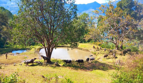 पशुपालन र जलस्रोत संरक्षणका लागि पोखरी