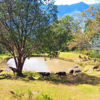 कर्णालीको पानी तानेर खेतीपाती