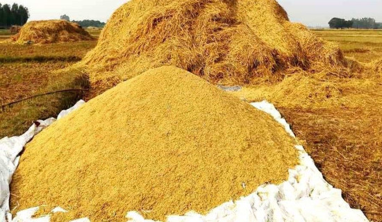 बाँकेमा खाद्यले २३ गतेबाट धान खरिद गर्ने