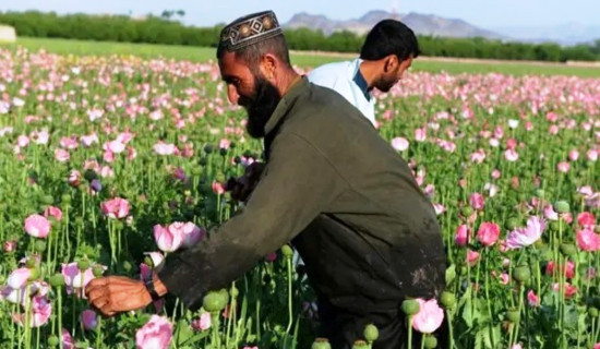 अफगानिस्तानमा अफिम खेती २० प्रतिशतले घट्यो : राष्ट्रसङ्घ