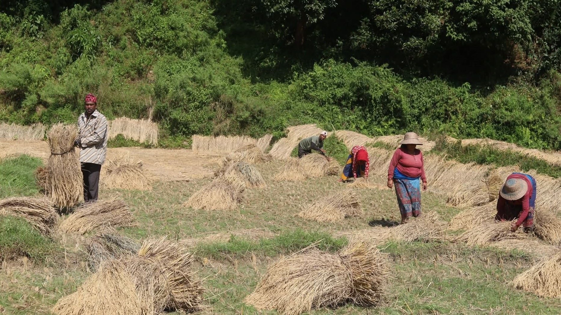 तीनसय बाह्र हेक्टर धानबालीमा क्षति