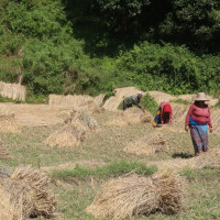अख्तियारमा भ्रष्टाचारका उजुरी, आधाभन्दा बढी स्थानीय तहका