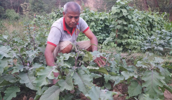गाउँपालिकाका पूर्व अध्यक्ष व्यवसायिक तरकारी खेतीमा