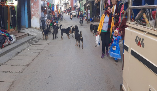 तम्घासमा गाउँका कुकुर पसेपछि व्यवस्थापनमा थप चुनौती