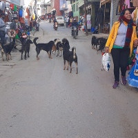 एसइईमा ४ जीपीए ल्याउनेलाई एक लाख ५१ हजार पुरस्कार
