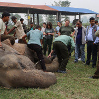 पत्रकार महासंघ अध्यक्षमा ११ सय ४४ मतले शर्माको अग्रता