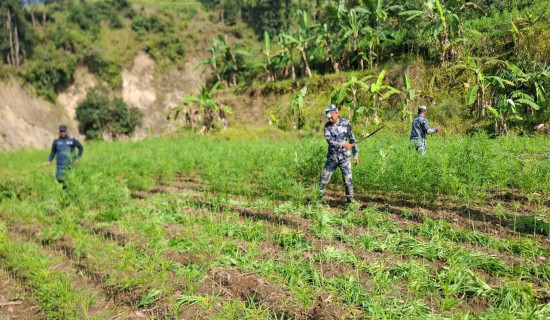 मकवानपुरको ३० बिघा क्षेत्रमा गाँजा फँडानी