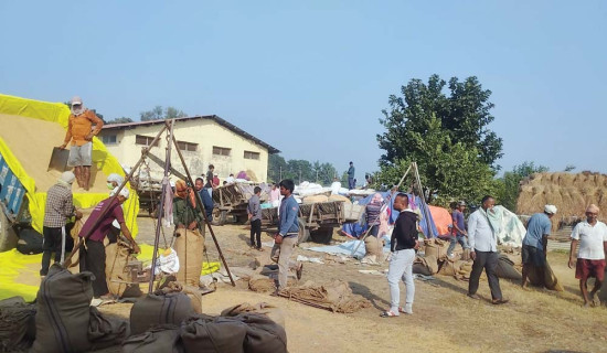 किसानलाई धान बेच्न पनि सकस