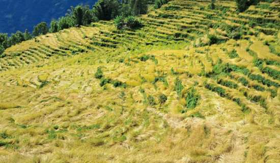 खोटाङमा ७० प्रतिशत धानबालीमा क्षति