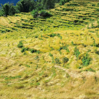 अपर अरुणको पहुँचमार्गका लागि दुई हजार रुख काटिने