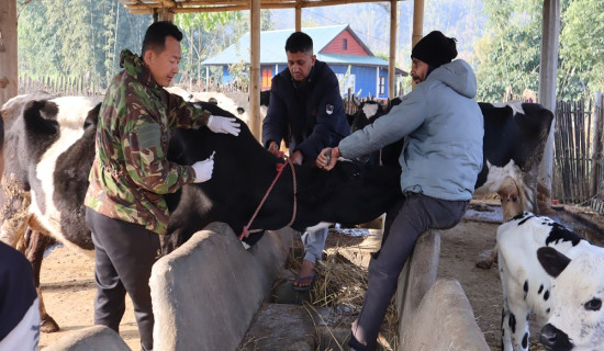 स्वस्थ दुध उत्पादनका लागि ६६ हजार चौपायालाई खोप लगाइँदै