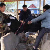 डेङ्गीबाट झापामा दुईजनाको मृत्यु, कोशीमा एक हजार ६५ जना सङ्क्रमित