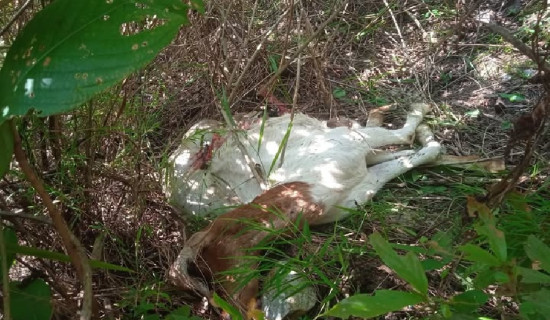 मकवानपुरगढीमा बाघ आतङ्क : दुई वटा बाख्रा खायो