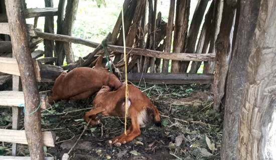 छत्रकोटमा नेकपा एमालेका रामप्रसाद पाण्डे विजयी