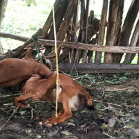 पाल्पामा सुन्तला महोत्सव हुने