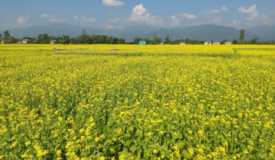 तोरी फुलेर किसानका खेत भए पहेँलपुर