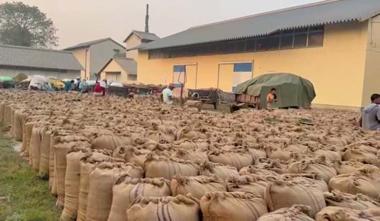 किसानको धानमा व्यापारीको कार्टेलिङ