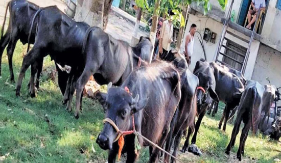 टोखा झोरको कृष्ण महादेव (फोटो फिचर)