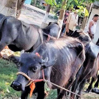 कपिलवस्तुको समयमाई मन्दिर (फोटो फिचर)