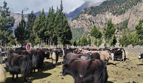 हिमपातपछि मुस्ताङका याकचौँरी बेँसीमा स्थान्तरण