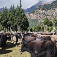 सस्तो दरमै विद्युत् आयात : प्राधिकरण