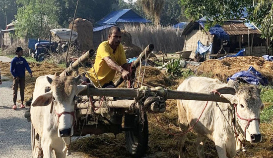 गोरुगाडा लोप हुने अवस्थामा