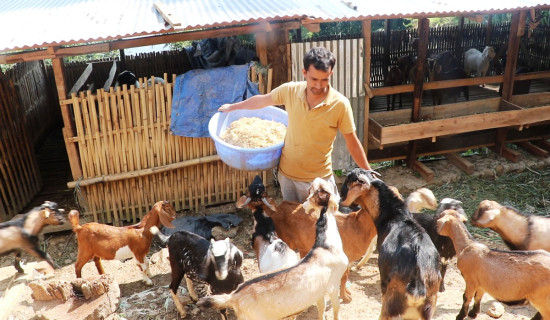 अन्नपूर्णका किसानलाई उत्पादनमा आधारित अनुदान