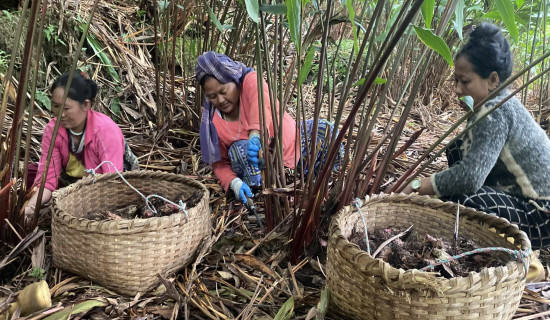 अलैँचीको मूल्य प्रतिमन एक लाख नाघ्यो