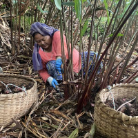 गुराँसबारे जानौँ