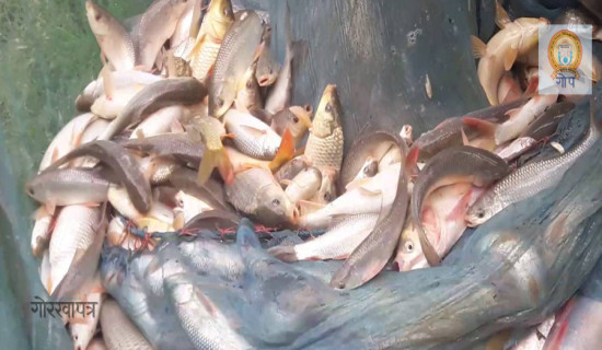 बाढीले तेह्र करोडको माछा नष्ट